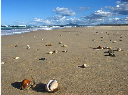 sea shells photograph